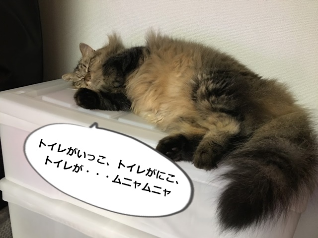 寝落ちする猫