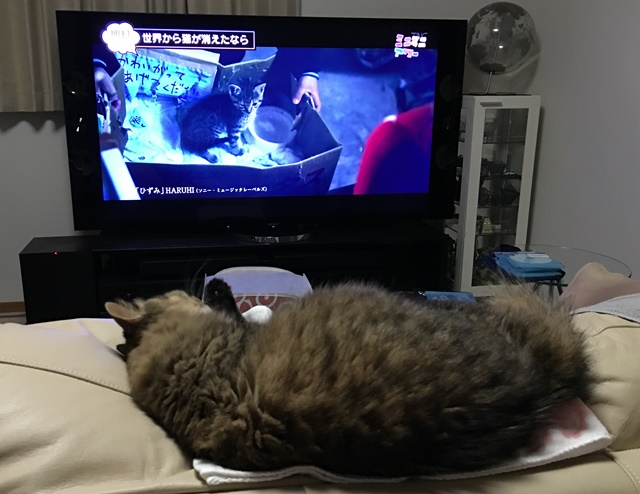 ソファで横になってテレビを見る猫