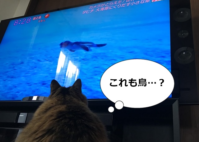 テレビに映るウミガメを見る猫