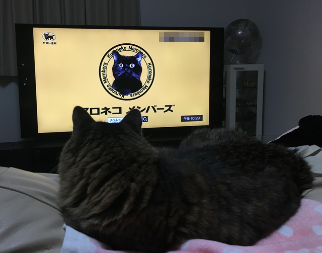 クロネコヤマトのCMを見る猫