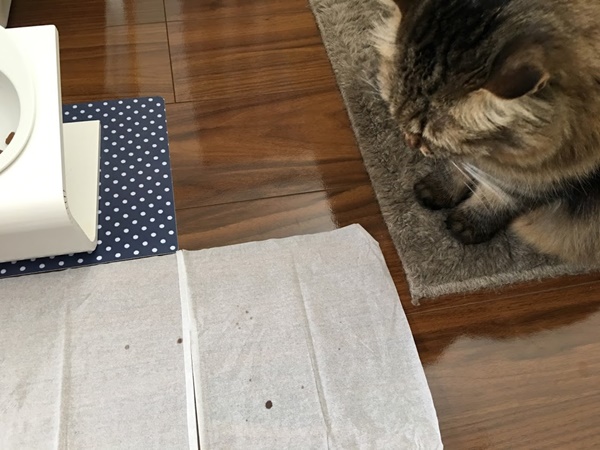 ごはんを食べる猫がとばすつば