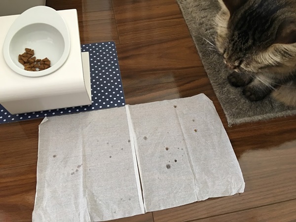 ごはんを食べる猫がとばすツバ