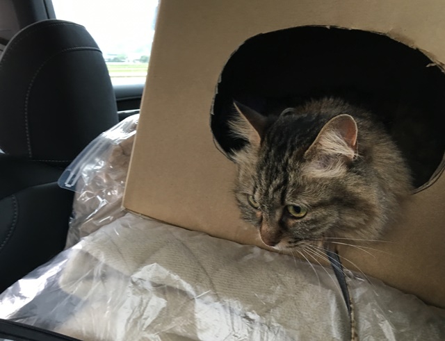 段ボール箱に入った猫