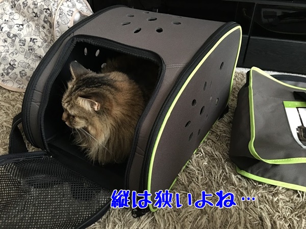 キャリーバッグに入る猫