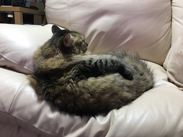 背を向ける猫