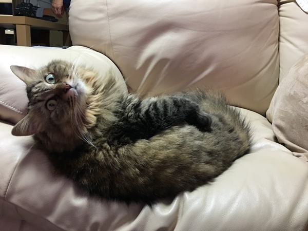 振り向く猫