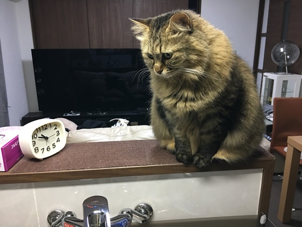 水が欲しい猫