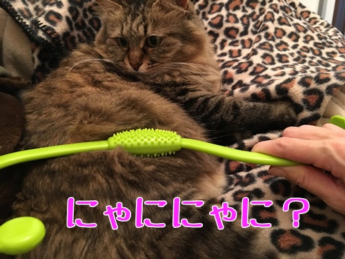 マッサージグッズと猫