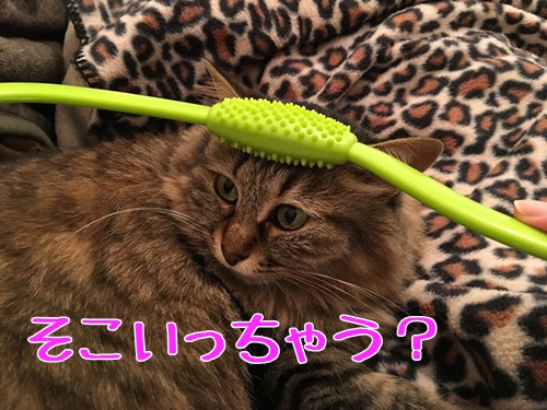 猫とマッサージグッズ