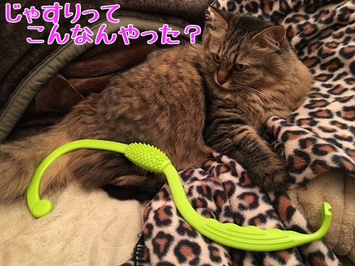 猫とマッサージグッズ