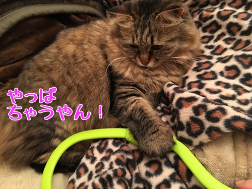 猫とマッサージグッズ