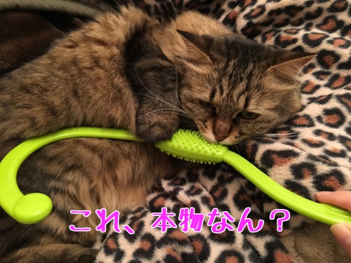 猫とマッサージグッズ