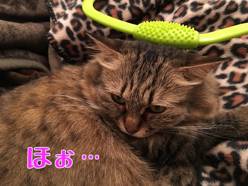 猫とマッサージグッズ