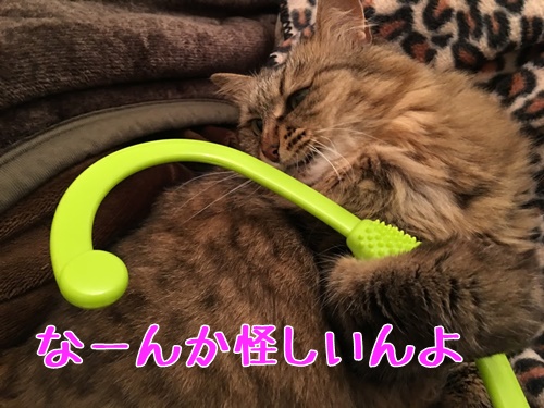 猫とマッサージグッズ