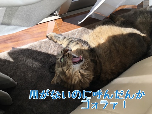 キレる猫
