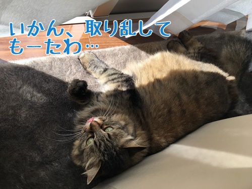 舌をだす猫