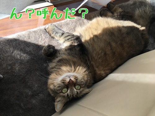 呼ばれて振り返る猫