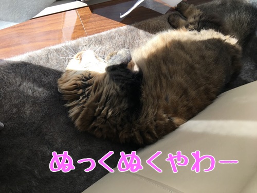 ひなたぼっこする猫