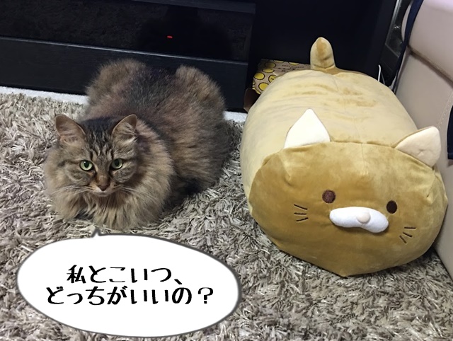 にゃーちとにゃもち
