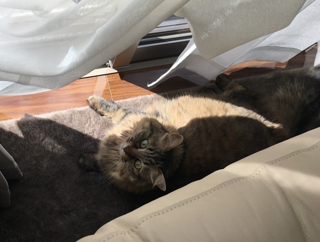 こちらを見る猫