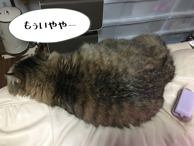 ブラッシングを嫌がる猫