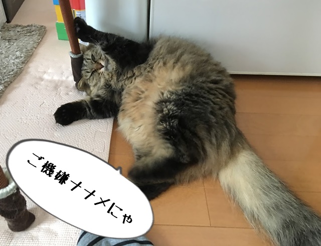 不機嫌な猫