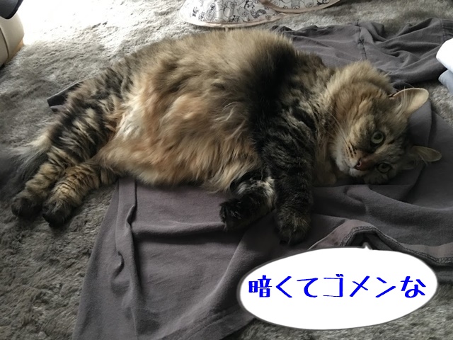 洗濯物の上に横になる猫