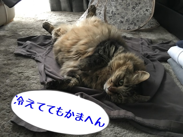 洗濯物の上であおむけになる猫