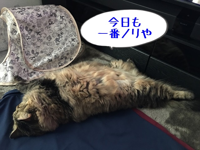 洗濯物の上に寝転ぶ猫