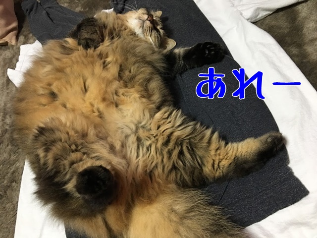 洗濯物の上であおむけになる猫