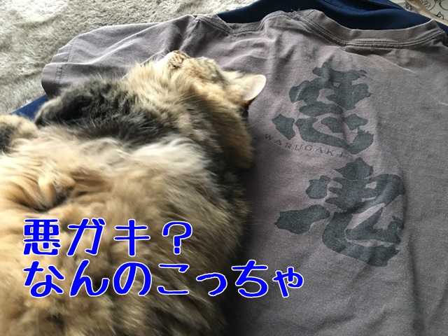 ワルガキと書いたtシャツの上で寝る猫