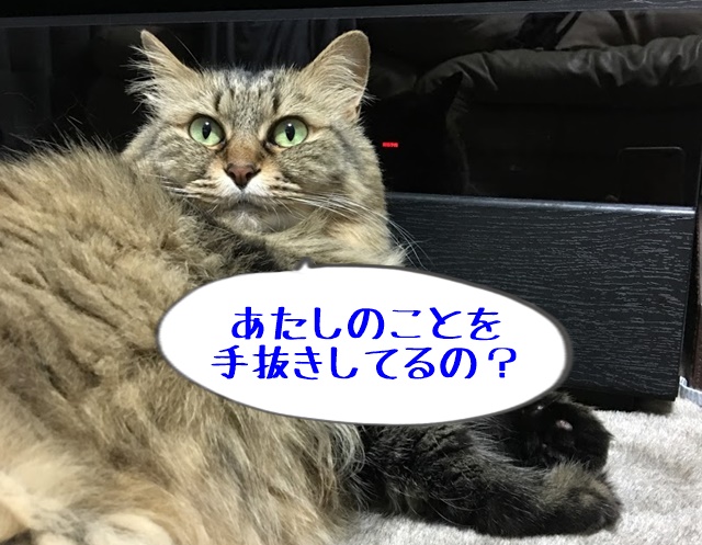 疑う猫
