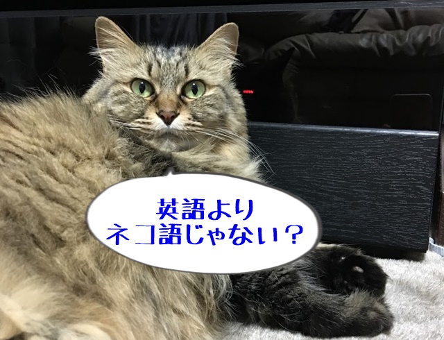 こちらを見る猫