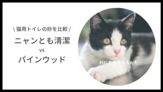 ねこのきもちの付録にキャットテント登場 定期購読や解約方法は ねこ365