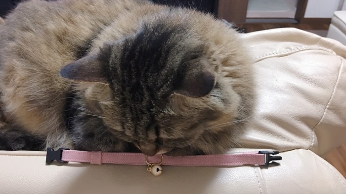 猫にぽぽねこの首輪をつける