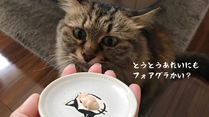モグリッチを試食する猫
