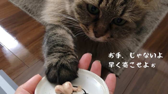 モグリッチを催促する猫