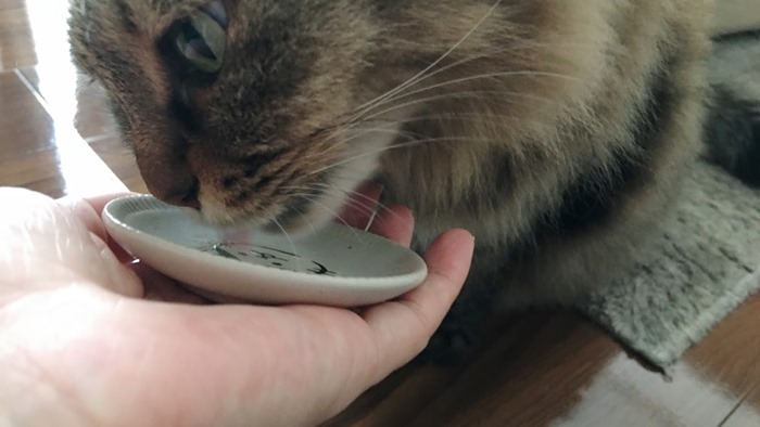 モグリッチを実食する猫