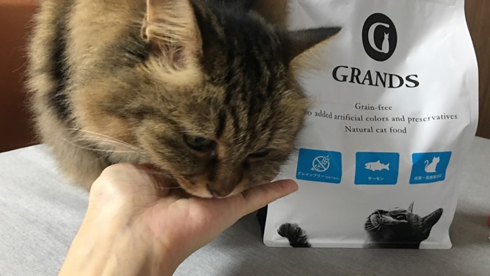 グランツサーモンを試食する猫