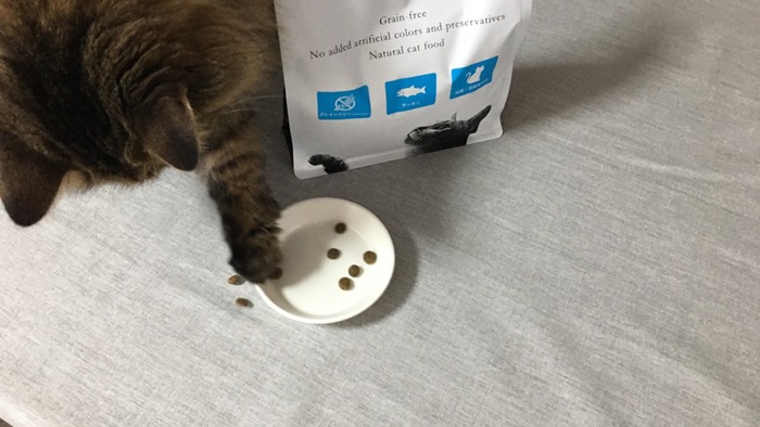 グランツのキャットフードを盗み食いしようとする猫