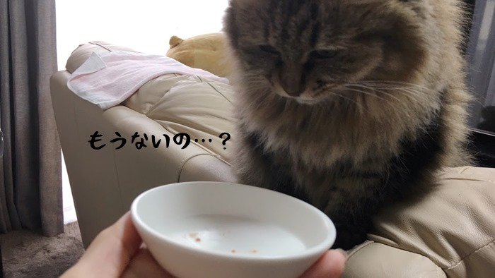 ねこぴゅーれ無添加ピュアを食べ終えた猫