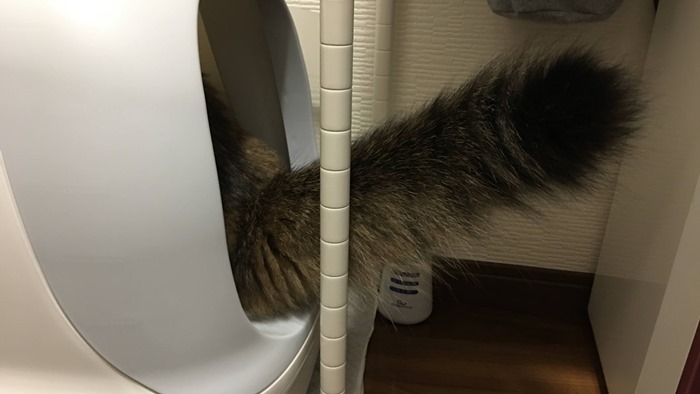 新型ニャンとも清潔トイレを使う猫