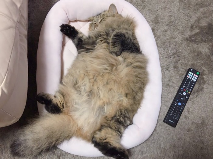 猫の大きさをテレビリモコンと比較する