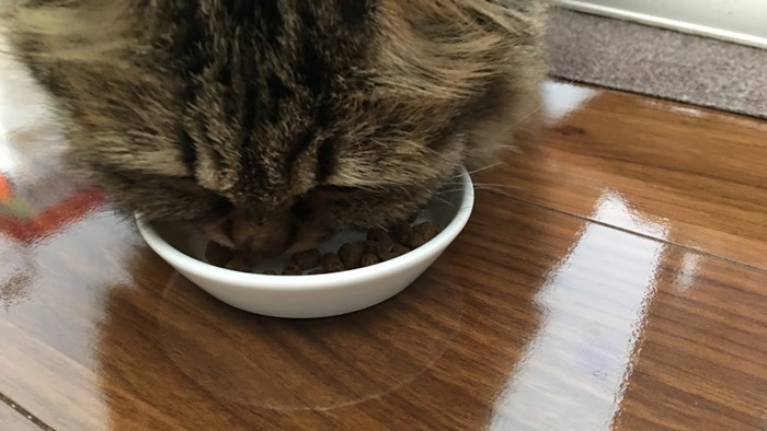 レガリエキャットフードを試食する猫