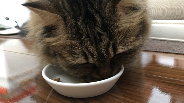 レガリエキャットフードを実際に食べる猫