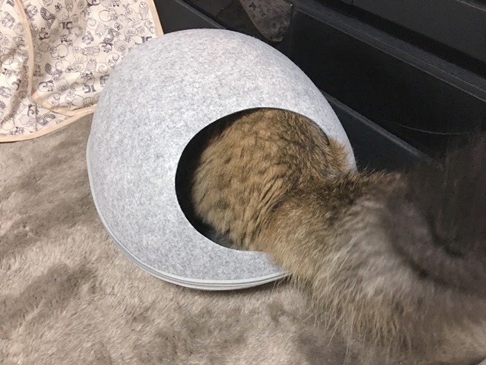 ドーム型キャットハウス（猫用ベッド）に入る猫