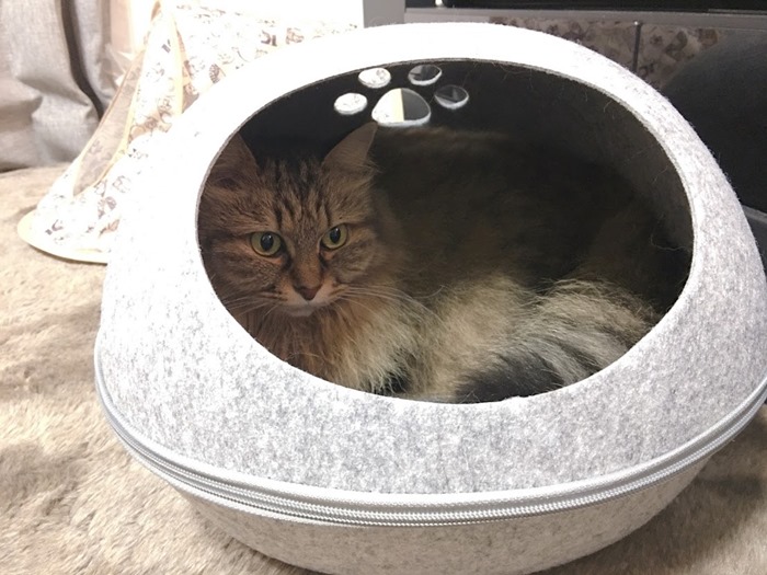 ドーム型キャットハウス（猫用ベッド）に入った猫