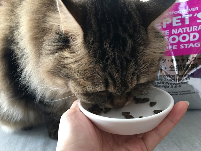 ファインペッツキャットフードを食べる猫