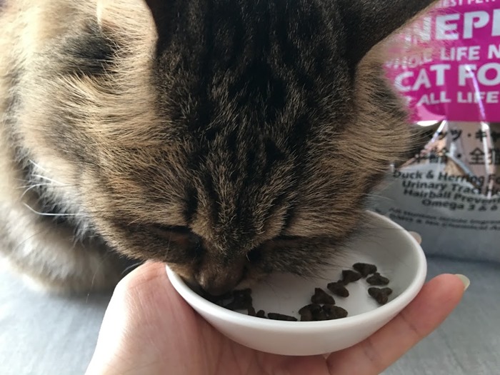 ファインッペッツを食べる猫
