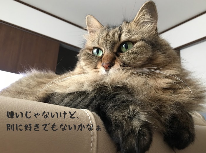 キャットフードの感想を述べる猫